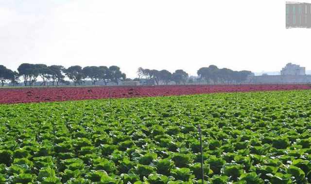 Campi colorati, viali alberati e masserie: tra Cozze e San Vito un paesaggio ''made in Puglia''